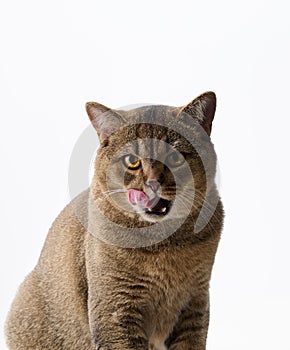 Adult gray cat scottish straight sid on a white background and licks his lips. Cute animal