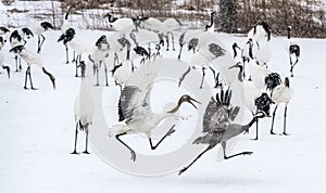 The adult gray crane runs away from the Juvenile red-crowned crane.