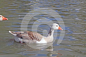 Adult gray goose swimming