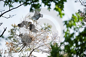 Adult gray heron in nest with young herons at feeding