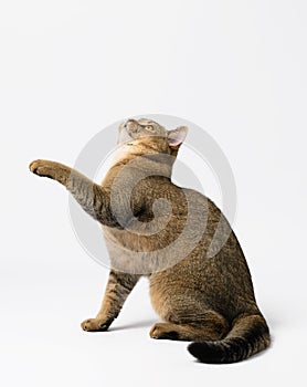 An adult gray Scottish straight cat sits on a white background