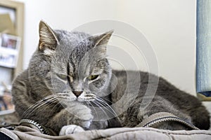 Adult gray Shorthair cat with sleepy yellow eyes lying on backpack, looking at something