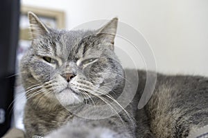 Adult gray Shorthair cat with sleepy yellow eyes lying on work desk, looking at the camera