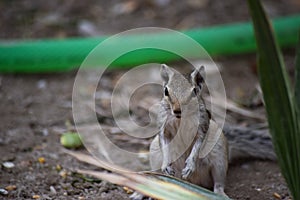 Adult gray squirrel close up. mammal Asian tree rodent, wildlife animal background wallpaper photo