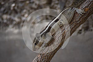 Adult gray squirrel close up. mammal Asian tree rodent, wildlife animal background wallpaper photo