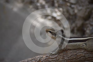 Adult gray squirrel close up. mammal Asian tree rodent, wildlife animal background wallpaper photo