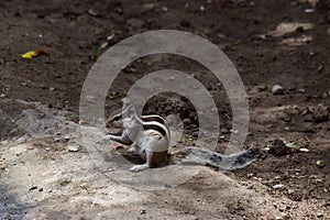 Adult gray squirrel close up. mammal Asian tree rodent, wildlife animal background wallpaper photo