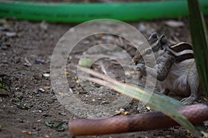 Adult gray squirrel close up. mammal Asian tree rodent, wildlife animal background wallpaper photo