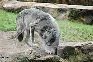 Adult gray wolf (Canis lupus) walking on rocks in its enclosure at the zoo