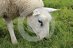 Adult grazing sheep in pasture