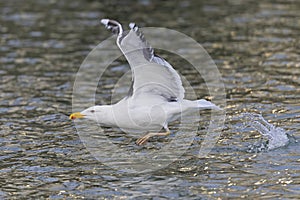 An adult great black-backed gull (Larus marinus) in flight.