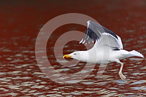 An adult great black-backed gull (Larus marinus) in flight.