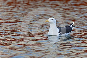 An adult great black-backed gull (Larus marinus) swimming in the harbor.