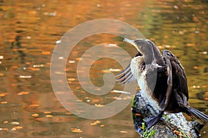 Pelecanus carbo, adult great cormorant bird