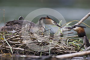 A adult great crested grebe Podiceps cristatus carrying its young on its back on a floating nest.