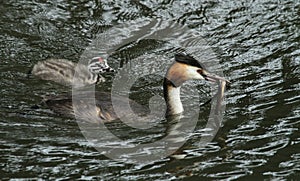 An adult Great crested Grebe Podiceps cristatus with a fish in its bill which is about to feed its cute baby.