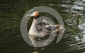 An adult Great crested Grebe Podiceps cristatus with its cute babies riding on its backs swimming in a river.