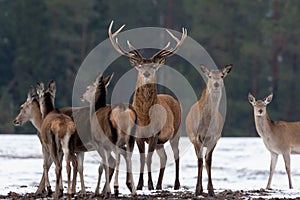 Adult Great Deer Cervus Elaphus, Dedicated Depth Of Focus, Surrounded By Herd. Noble Red Deer, Standing In Belorussian Forest. P photo