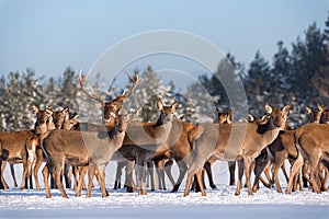 Adult Great Deer Cervus Elaphus, Surrounded By Herd Illuminated By The Morning Sun.Noble Red Deer Cervidae In Winter.Portrait