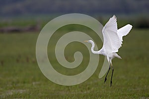 An adult Great egret Ardea alba taking off to the sky in a nature reserve in Poland