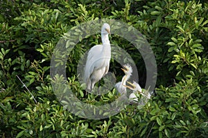 An adult Great Egret watching over her chicks