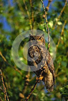 Adult Great Horned Owl