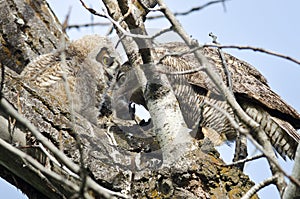 Adult Great Horned Owl Passing Captured Rodent to Young Owlet