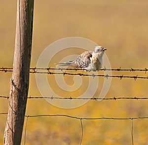 An adult Great Spotted Cuckoo