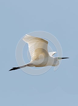 An adult Great White Heron in flight against clear, blue sky.