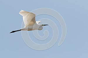 An adult Great White Heron, Great White Egret, or Great Egret, A