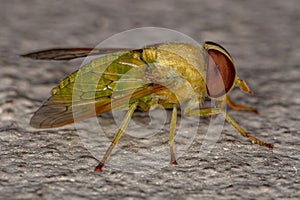 Adult Green Horse Fly