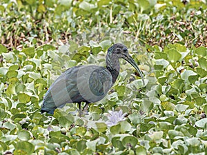 Adult Green Ibis