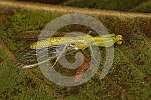 Adult Green Mantidfly