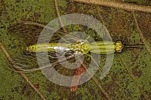Adult Green Mantidfly