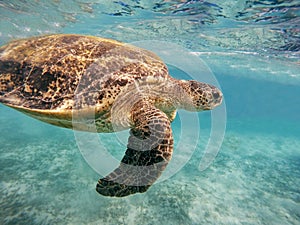 Adult green sea turtle Chelonia mydas