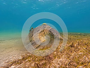 Adult green sea turtle, Chelonia mydas, Marsa Alam Egypt