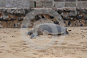 An adult Green Sea Turtle sleeping in the golden sand near a retaining wall at Paia Bay in Maui, Hawaii