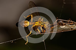 Adult Gregarious Paper Wasp