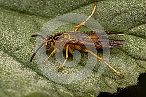 Adult Gregarious Paper Wasp