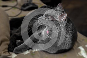 Adult grey cat yawns