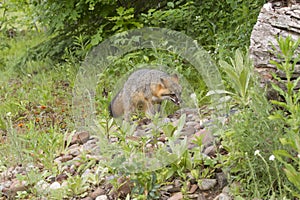 Adult Grey Fox