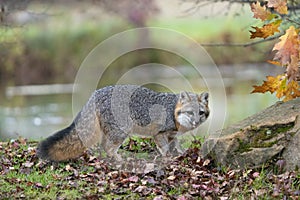 Adult grey foxes exploring his surroundings