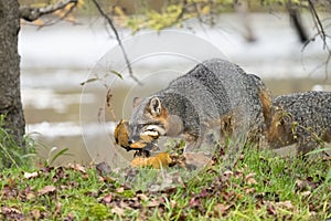 Adult grey foxes with mouthful of fresh mushrooms walking around