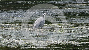 Adult grey heron catching fish