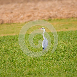 An adult grey heron in a field