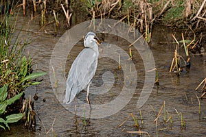 Adult grey heron fishing for a barbel fish in a river in the center of Madrid