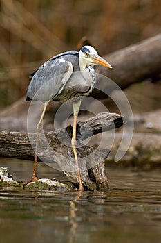 Adult grey heron with long legs hunting fish near fallen tree on river bank