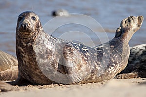 Adult grey seal Halichoerus grypus, Marine mammal wildlife portrait image photo