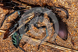 Adult Ground Beetle eating a dead Adult Tarantula-hawk Wasp