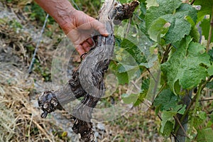 adult grower prune vine plants, brown piece of old vine in hand of experienced man, Gardening tasks, Plant cultivation skills,